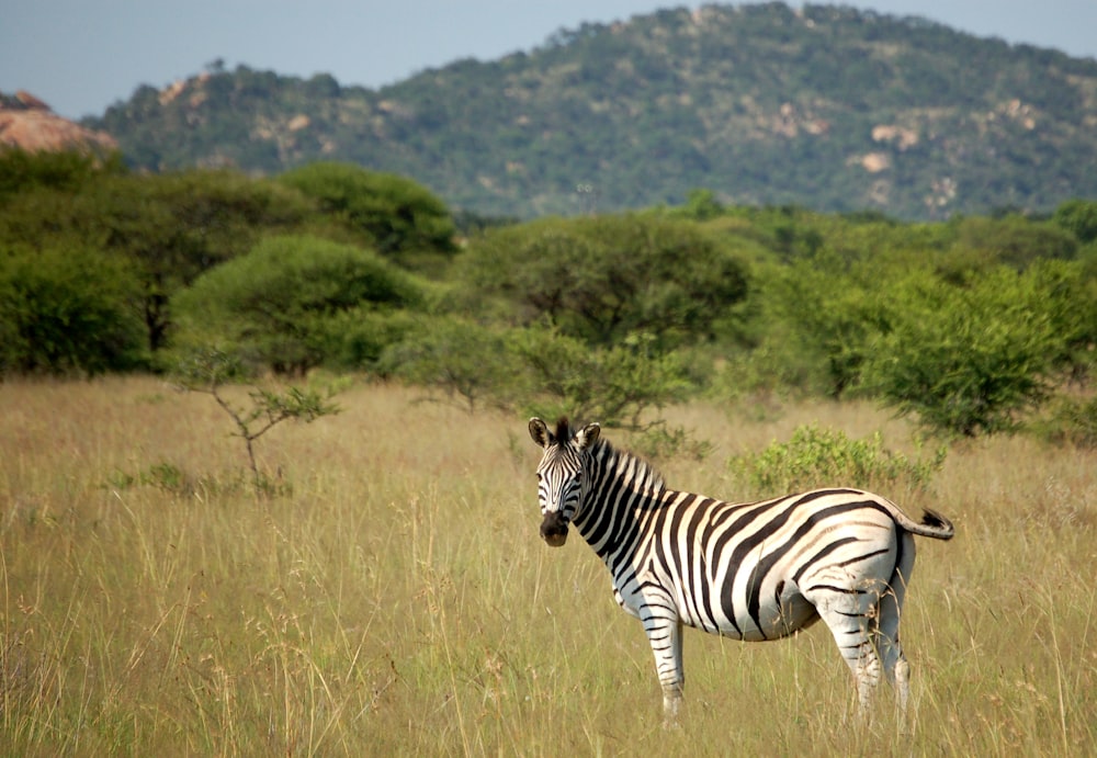 wildlife photography of zebra