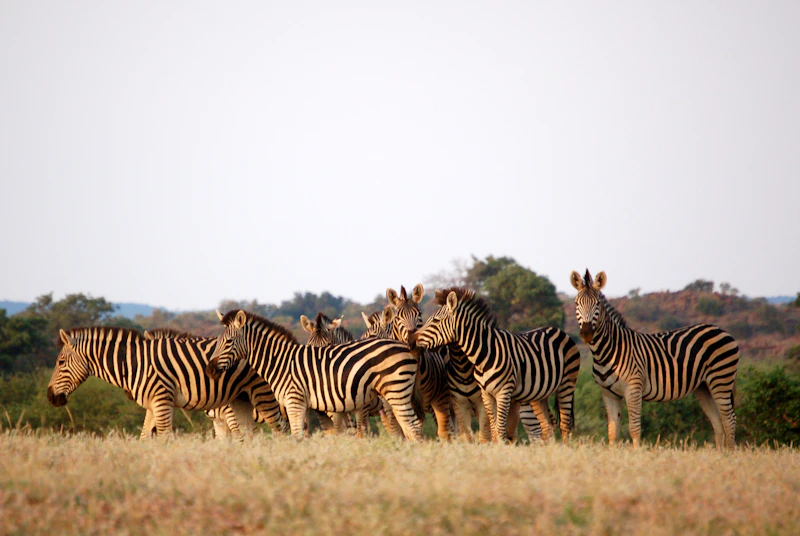Botswana — relocation guide landscape