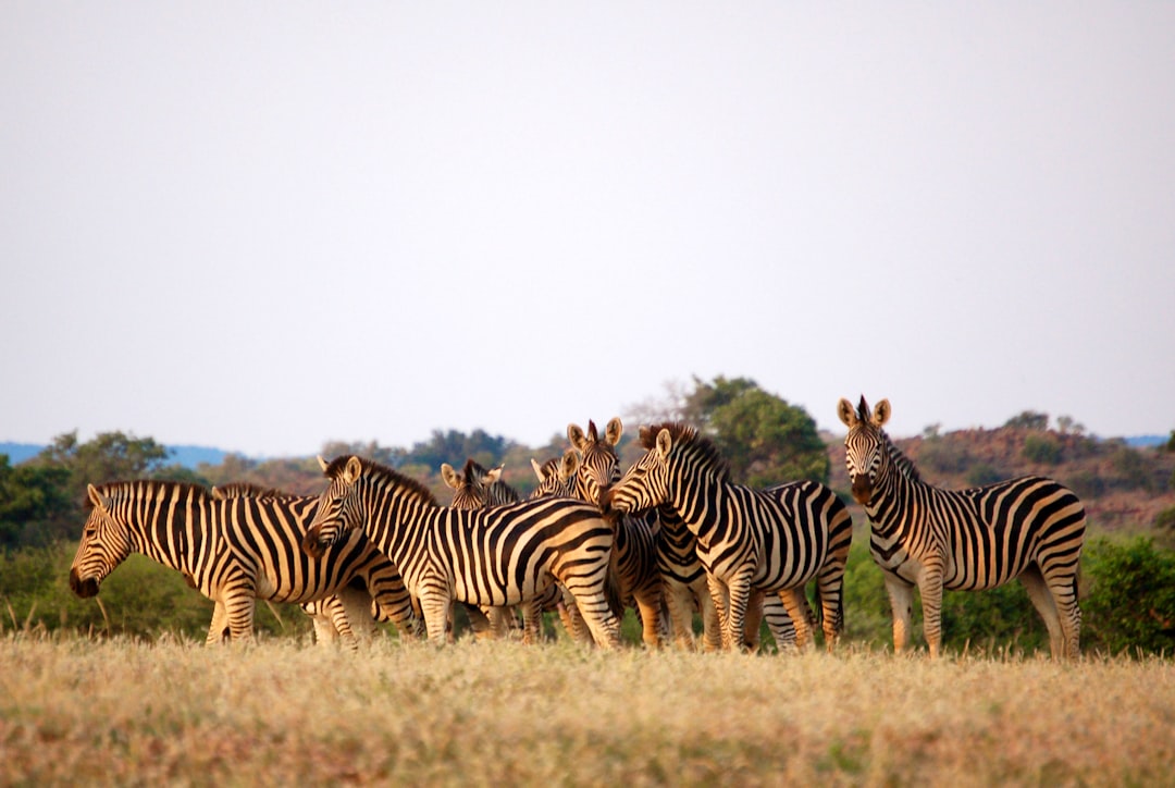 herd of zebra