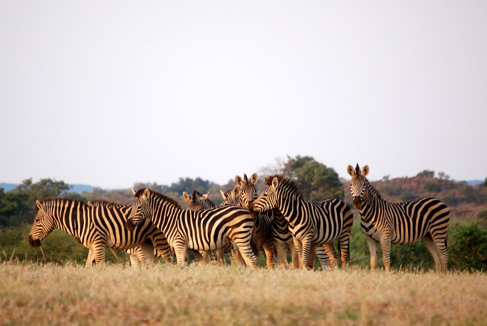 herd of zebra