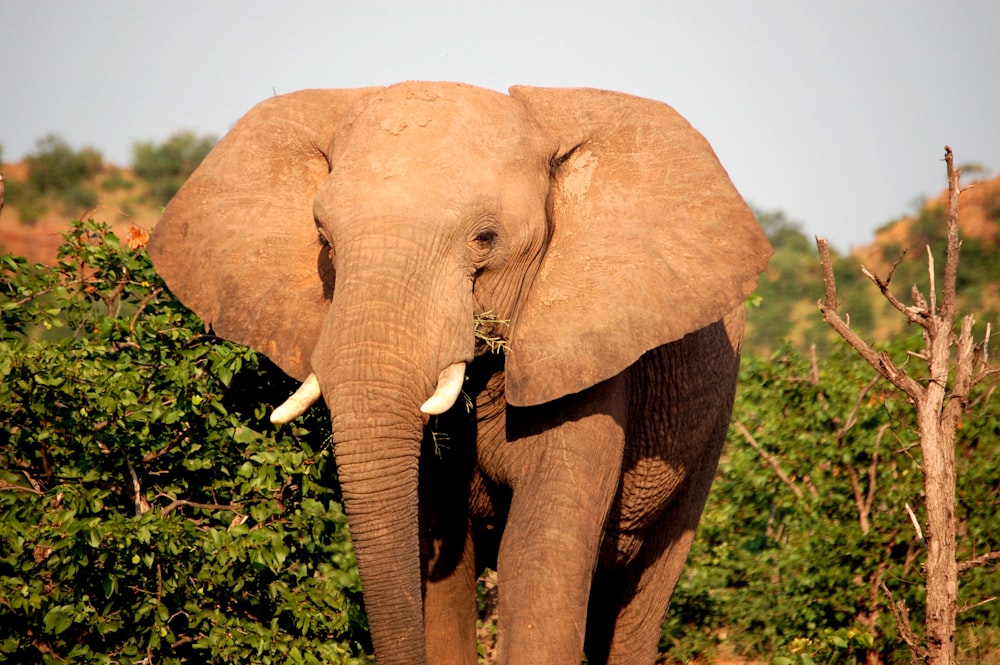brown elephant beside green leafed trees at daytime
