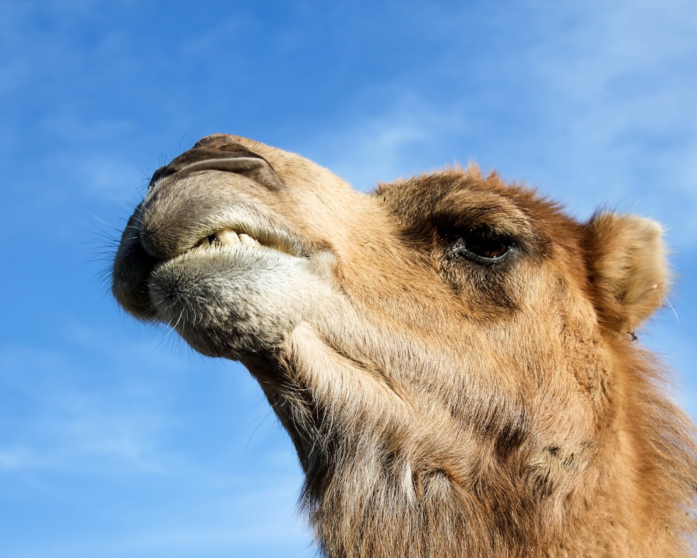 closeup photography of brown camel under white clouds during daytime