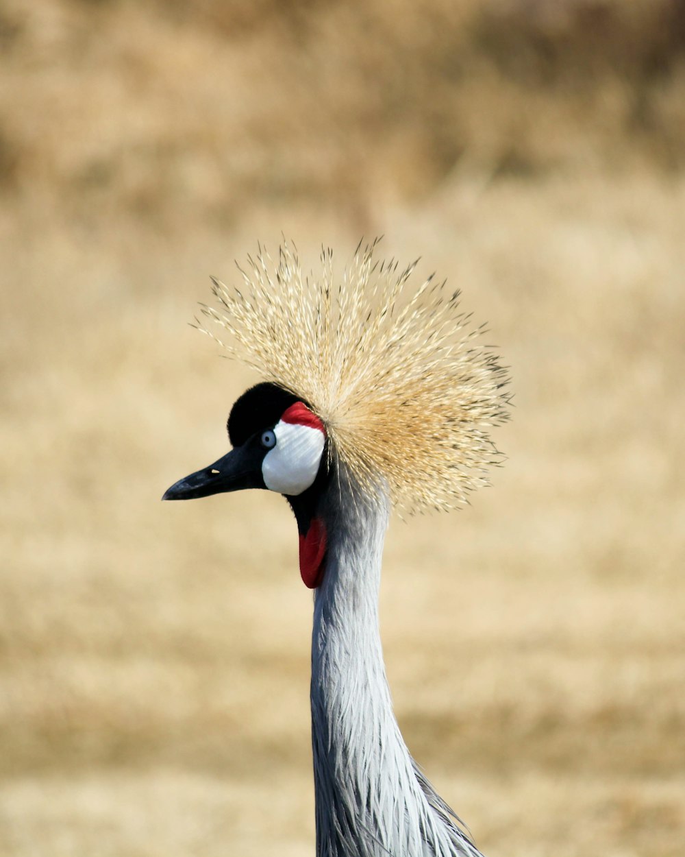 selective focus photo of gray, black, and red bird