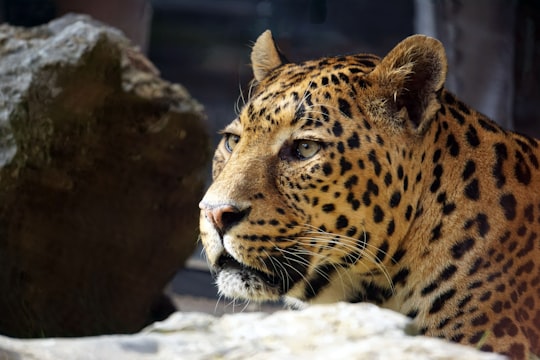 wildlife photography of leopard in Pairi Daiza Belgium