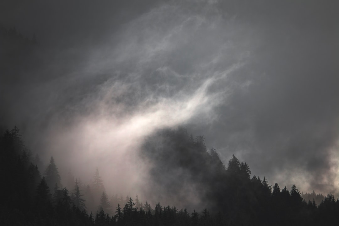 photo of forest and clouds