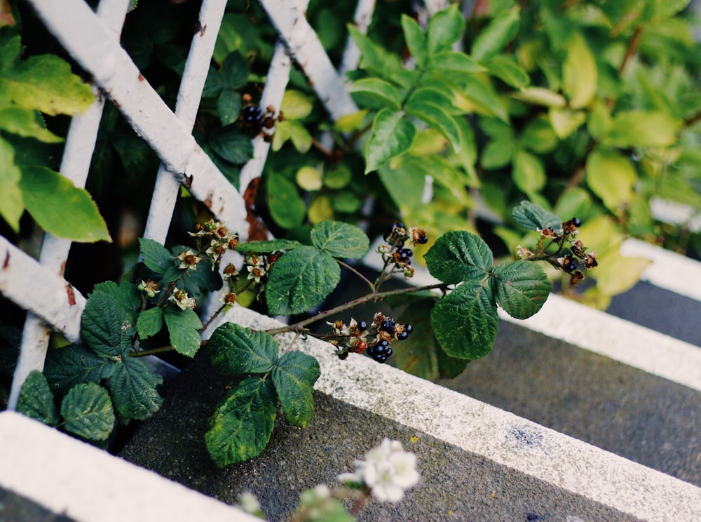 Photographie en gros plan de plantes à feuilles vertes à côté d’une clôture en bois blanc
