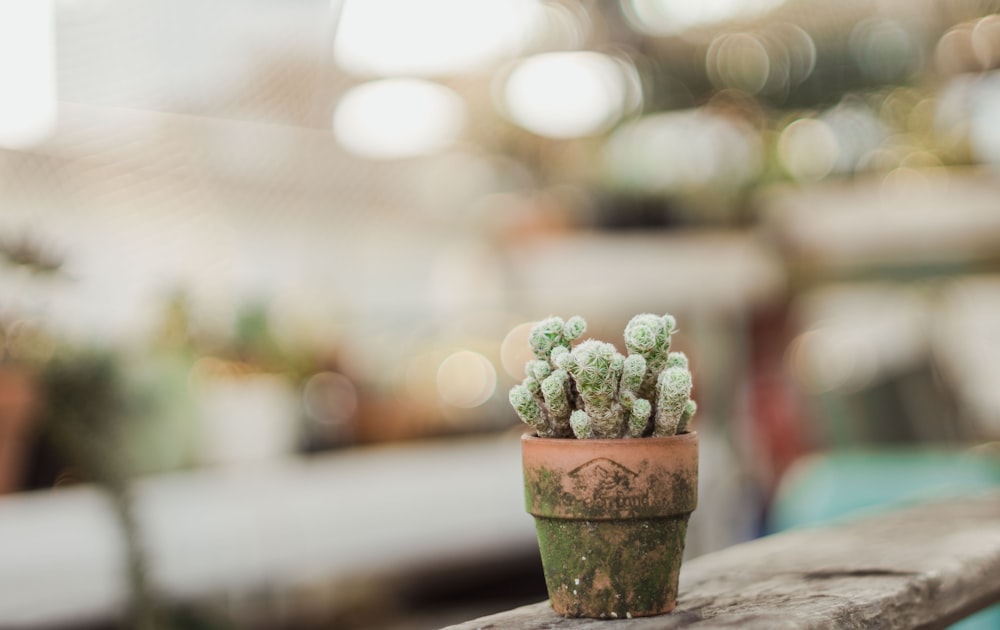 cactus verde su vaso di terracotta marrone