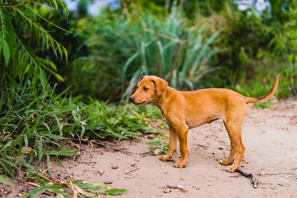 cachorro bronceado cerca de la hierba verde