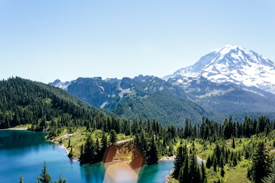 pine trees field near snow mountain under blue sky in Tolmie Peak Fire Lookout United States