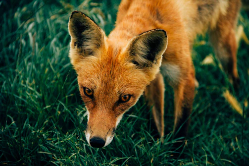 A red fox pausing in a lush green forest, caught mid-step with curious eyes.