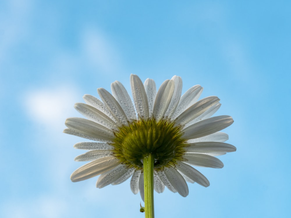Vista inferior da flor branca