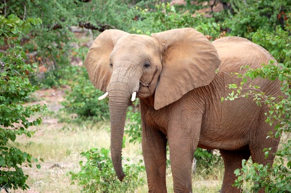 Botswana Safari