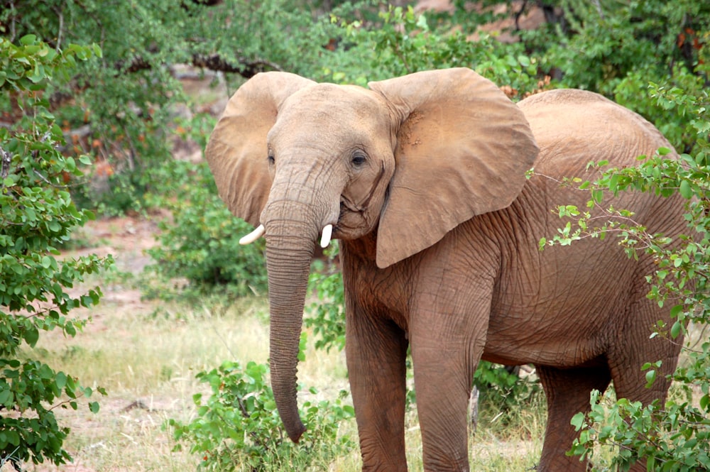 brown elephant beside green leaves