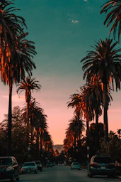 sunset photo with palm trees