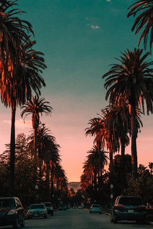 cars parked on gray concrete near trees
