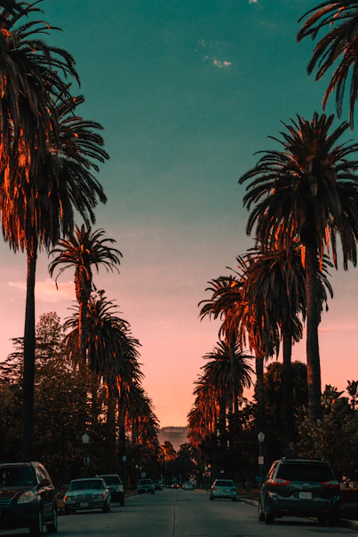 sunset photo with palm trees