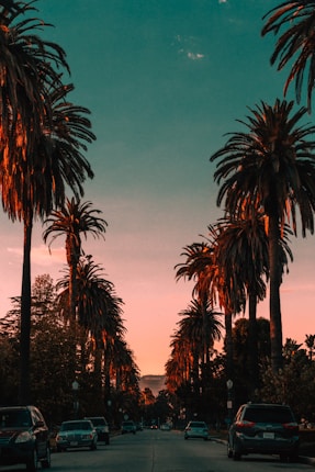 A picturesque street lined with tall palm trees under a vibrant sunset sky. Several cars are parked along the street, and the distant Hollywood sign is visible in the background. The warm glow of the setting sun highlights the palm fronds.