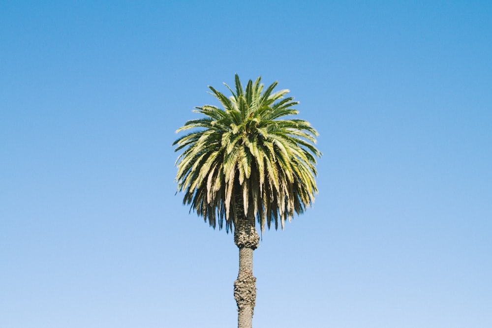 palmier sous ciel bleu