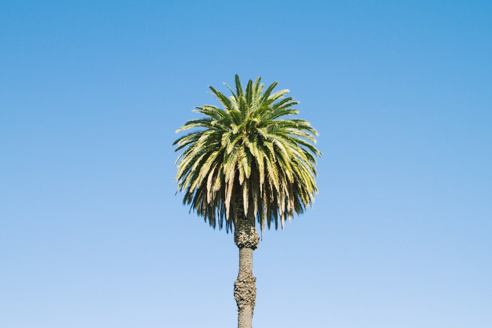 palm tree under blue sky