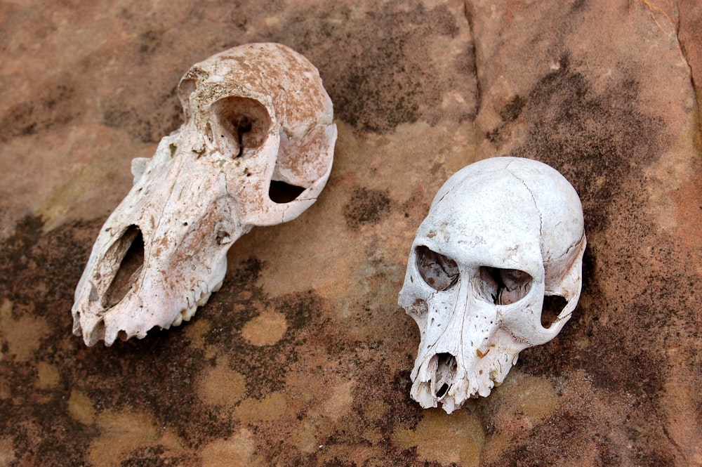 two animal skull on brown surface at daytime