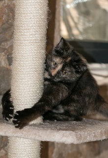 A kitten with a tortoiseshell coat is playfully clutching a scratching post. The kitten's eyes are wide open, showing engagement with the activity. The background includes a slightly rough texture of a wall.