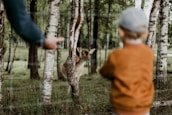 boy watching brown deer beside trees