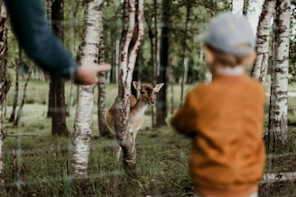 A small deer stands among birch trees in a forest, looking towards a person in the foreground. The person has their back to the camera, wearing a cap and an orange jacket, while an adult hand points towards the deer. The scene is serene and natural, with lush green grass and tall trees.