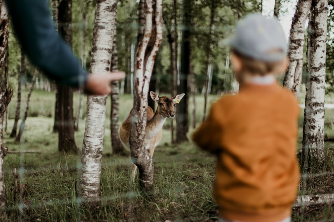 boy watching brown deer beside trees