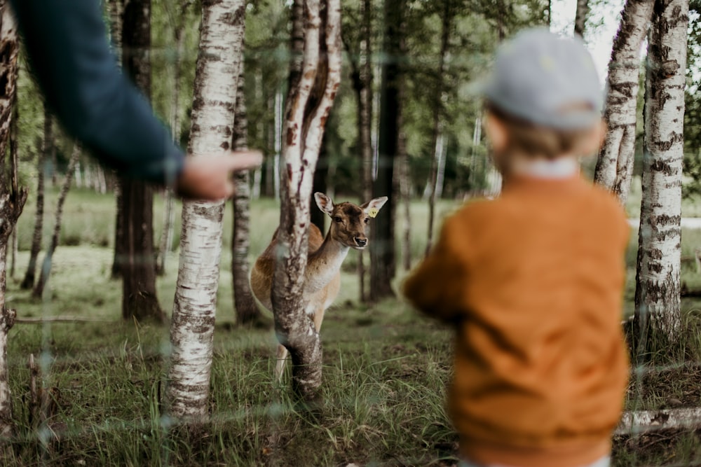 niño mirando ciervos marrones al lado de los árboles