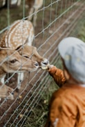boy feeding brown deers during daytime