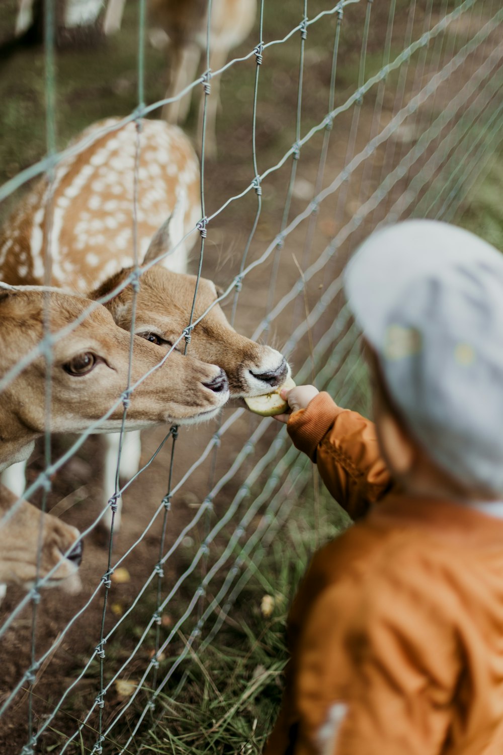 boy feeding brown deers during daytime