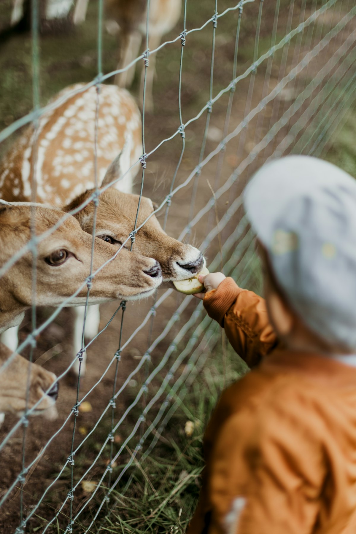 Kinderboerderij Parkhoeve Geeren-Noord