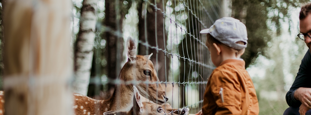 office@mayacamp.co.il