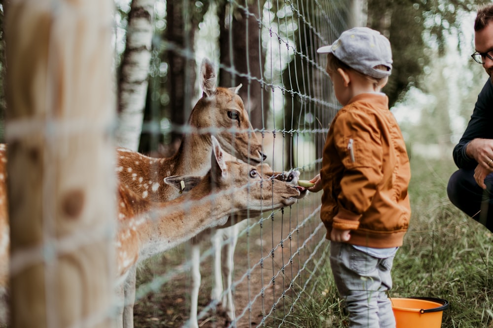 A kid feeding a deer in a zoo.