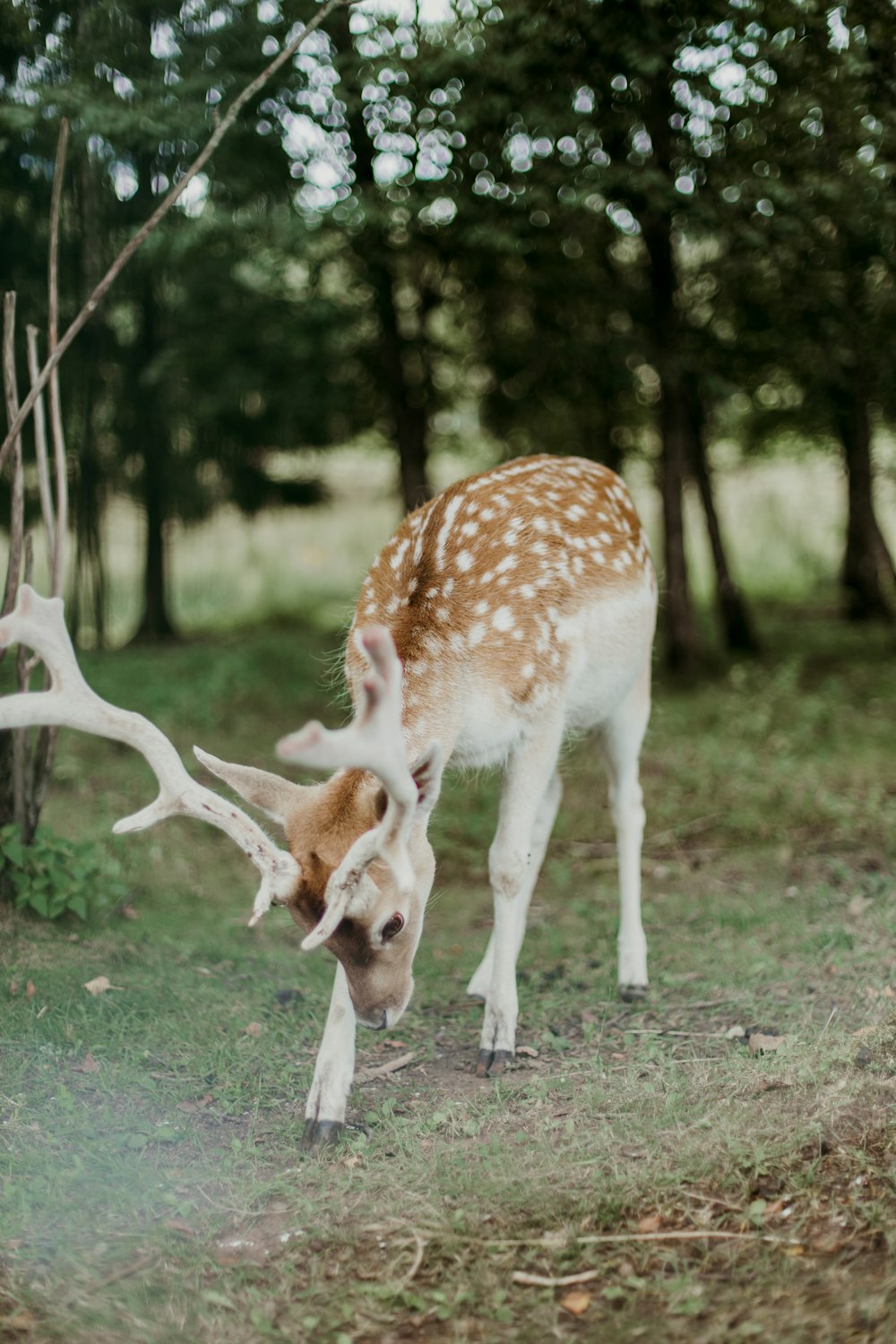 brown and white deer on green grass field at daytine