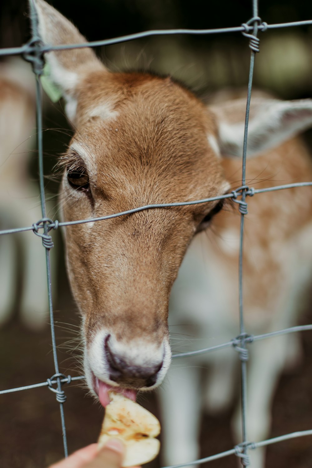 close view of brown doe eating apple