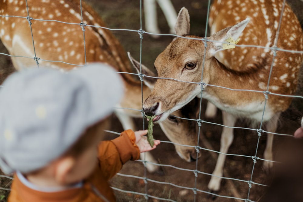 two deer behind fence with children looking