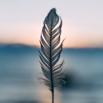 tilt shift lens photography of person holding white feather