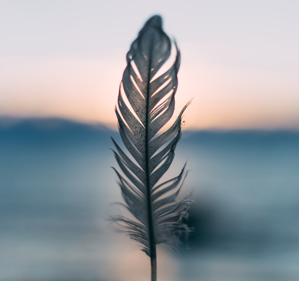 tilt shift lens photography of person holding white feather