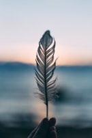 tilt shift lens photography of person holding white feather