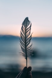 tilt shift lens photography of person holding white feather