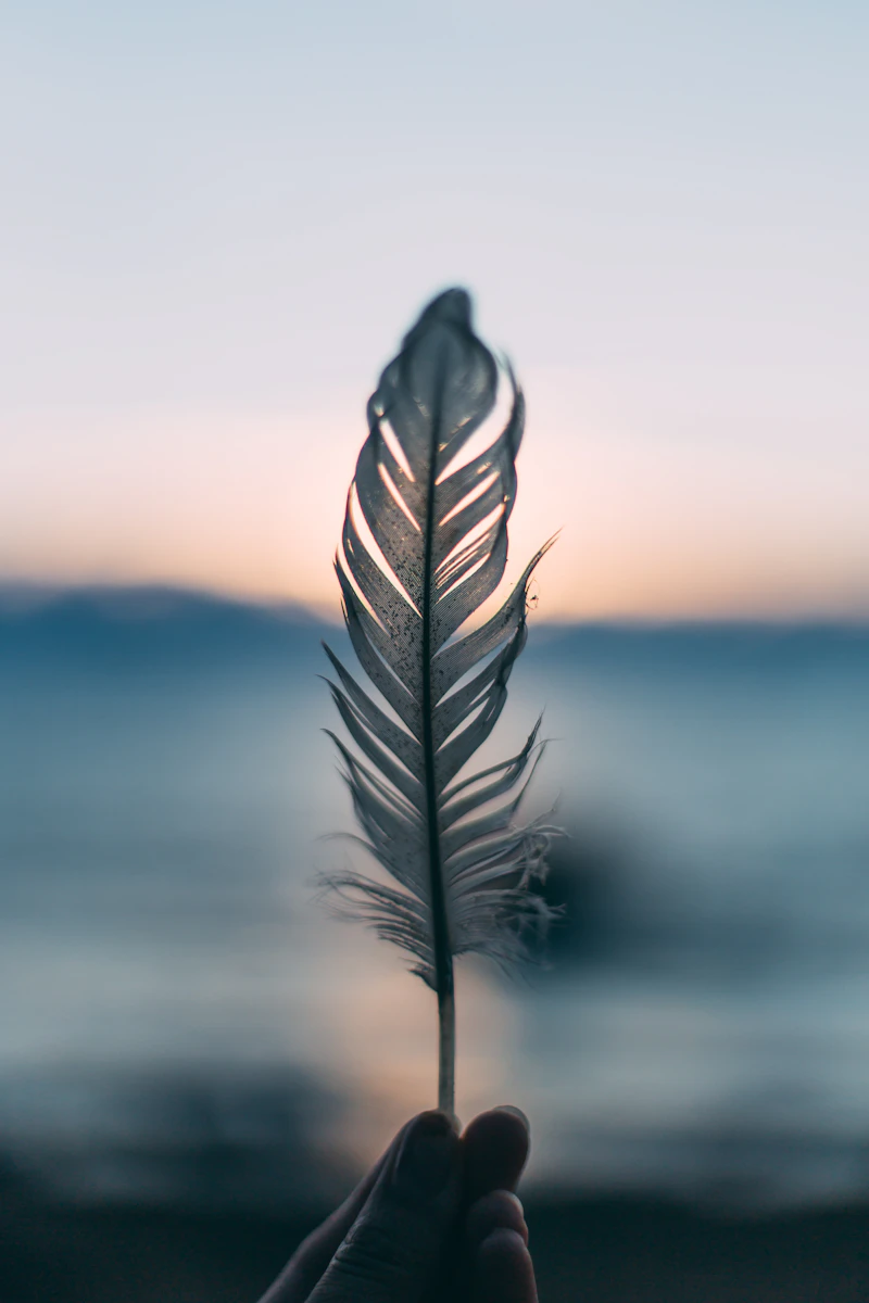 A feather held against the dusk