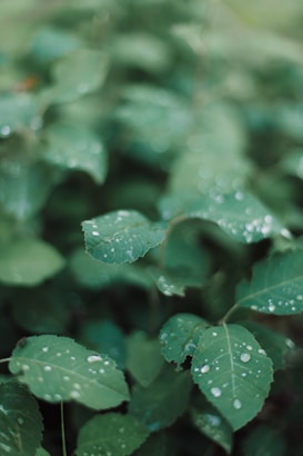 A close-up of vibrant green leaves covered in small, clear droplets of water, creating a fresh and natural appearance.