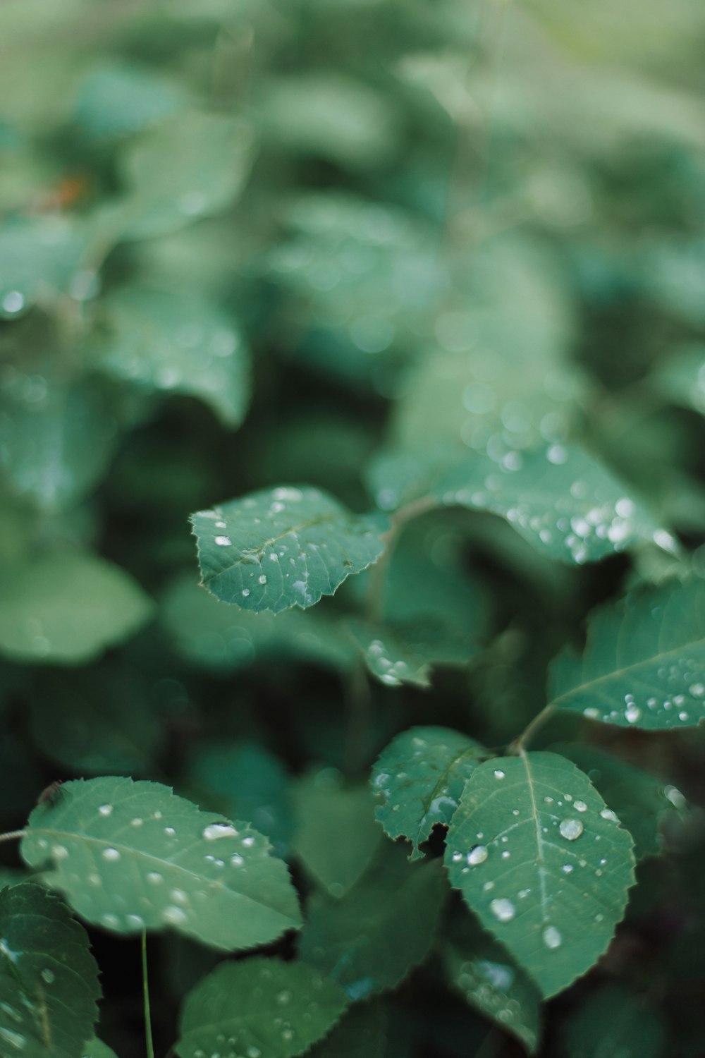 green leaves