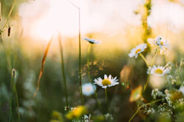white flowers in shallow focus photography