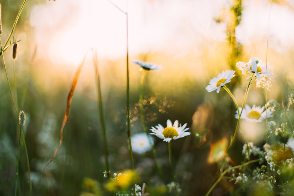 Fiori bianchi nella fotografia a fuoco poco profonda