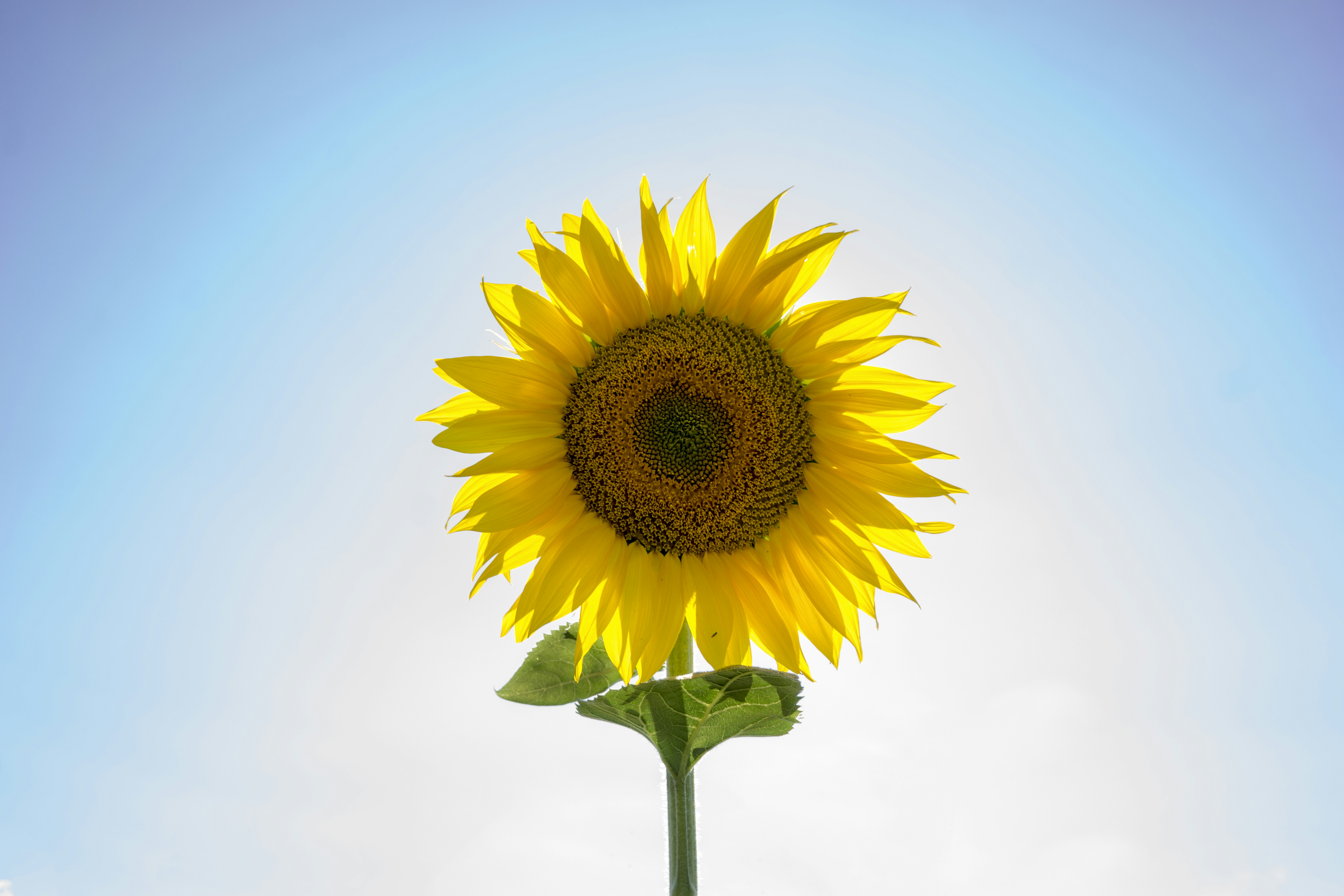 Image of Close-up of a single sunflower