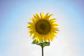 yellow sunflower