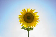 yellow sunflower