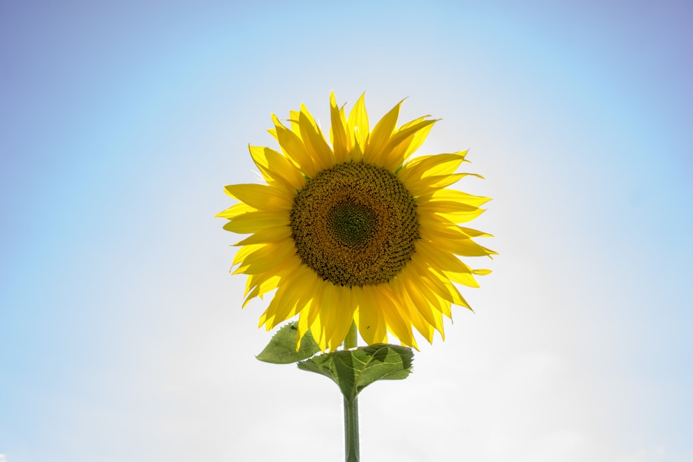 yellow sunflower